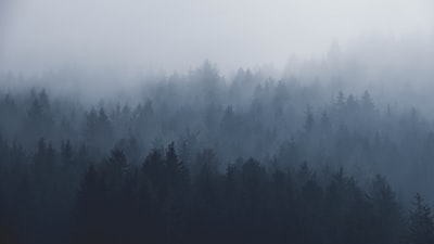 轮廓的树木被雾覆盖
